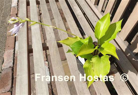 Hosta Brocade